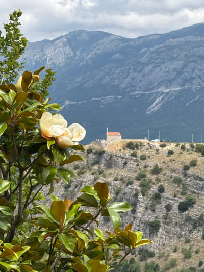 The image, viewed vertically, captures a scenic landscape from a high vantage point. In the immediate foreground, a branch with glossy green and bronze leaves from a magnolia tree is prominent. Two creamy white magnolia flowers are visible on the branch; one is fully open, and the other appears to be a bud or partially unfurled.
The midground features a rugged, rocky hillside or cliff face, sparsely covered with green vegetation. Further back and slightly to the right, a section of what appears to be a road or a cleared plateau is visible. On this elevated area, a small building with a distinct orange-red roof can be seen, possibly a chapel or a small house. A white car and several slender vertical objects, resembling lampposts, are also present along this strip.
In the background, a large, majestic mountain range dominates the left side of the frame, displaying deep blue-grey tones. The sky above is partly cloudy, with patches of white and light grey clouds. The overall scene suggests a panoramic view of a mountainous region, characteristic of Vrba, Montenegro, as indicated by the location context. The time of day appears to be daytime, under natural light. No visible text is present in the image.