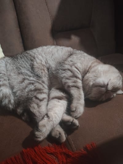 A gray tabby cat sleeps curled up on a brown cushioned seat. Red fringed material is visible near the bottom of the image. The location is not discernible as Yerzhovo, Moldova, from visual information.