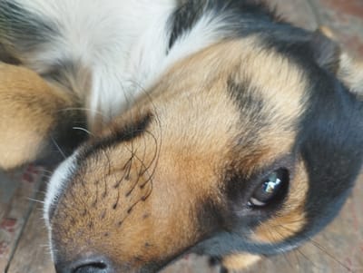 A close-up shot, taken from a low angle, focuses on the head of a dog resting on a wooden surface. The dog's fur displays a tricolor pattern of black, tan, and white. Its eye, a dark brown iris with a visible reflection, is partially obscured by the angle of its head. The dog's nose appears black. The background consists of a brown wooden surface, with hints of what might be brick or concrete visible beneath the dog's head. The overall lighting suggests natural daylight. The location is identified as Voroshylivka, Ukraine.