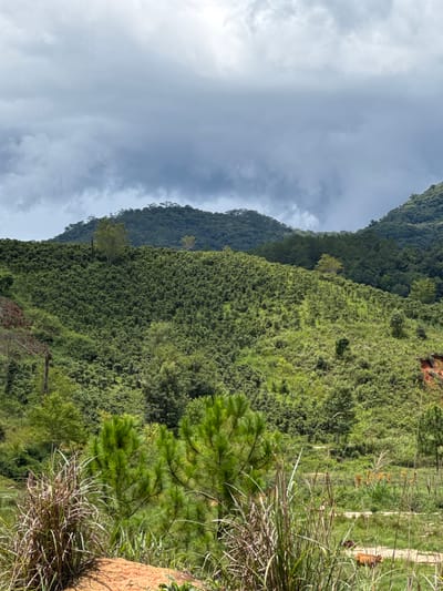 The image depicts a lush, green hillside covered in dense vegetation, likely a coffee plantation, in Klong Klanh, Vietnam. The terrain is rolling, with some areas appearing steeper and more rugged. Scattered trees are interspersed throughout the cultivated slopes, some with lighter green foliage. In the foreground, tall grasses and reeds dominate, with a patch of reddish-brown earth visible. Beyond the immediate foreground, the landscape opens up to reveal more greenery and a dirt path winding through it. In the distance, layers of forested hills rise, culminating in a cloudy, overcast sky. A couple of brown animals, possibly cattle, are visible in the mid-ground on the path. The overall impression is one of a rural, natural landscape under a subdued sky.