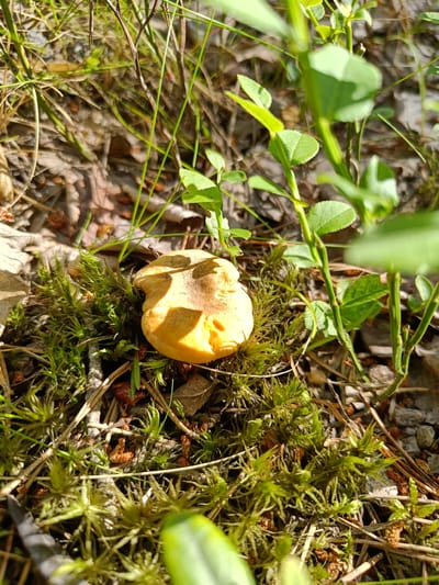 This media file captures a close-up view of a single, small, light yellow mushroom cap nestled amongst vibrant green moss and dry pine needles on the forest floor. The mushroom appears to be in its early stages of growth, with a rounded, slightly irregular shape. Sunlight casts shadows on the cap, highlighting its texture. Surrounding the mushroom, various shades of green foliage, including the delicate leaves of a blueberry bush, are visible, suggesting a forest or woodland setting. The ground is a mixture of dry leaves, pine cones, and small stones. The overall scene evokes a sense of nature's quiet beauty, perhaps captured on a sunny day in a Finnish forest, specifically Tuusniemi, Finland. There is no text visible in the media file.