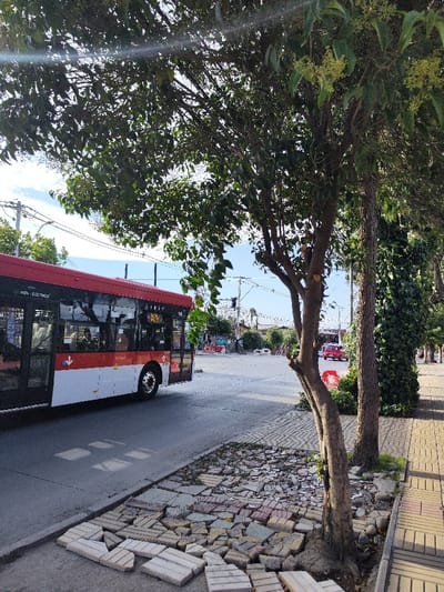 A red and white bus is traveling down an asphalt street, with a sidewalk on the right. The sidewalk is partially paved with tan brick tiles, some of which are broken and scattered. Two trees grow from the sidewalk, one of which is wrapped in ivy. A red car is visible in the distance at an intersection with a traffic light. The scene is partially shaded by the trees.