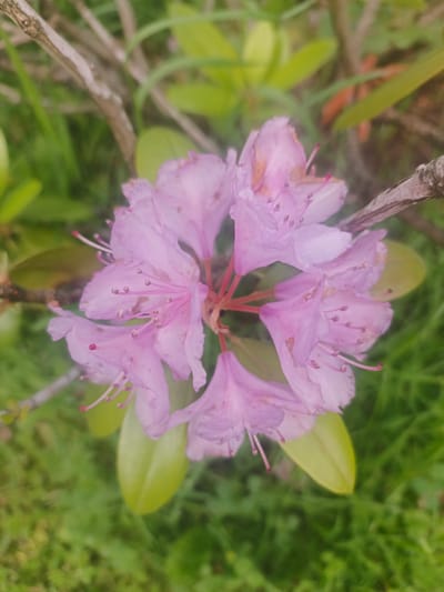 This is a top-down, close-up shot of a cluster of light pink rhododendron flowers in Lesodolgorukovo, Russia. The flowers are the central focus, with delicate petals and prominent stamens tipped with red. The background is a soft blur of green grass and branches, suggesting an outdoor setting, likely in spring or early summer when rhododendrons bloom. The lighting appears to be natural daylight, creating a soft and airy feel. No people or text are visible in the image.