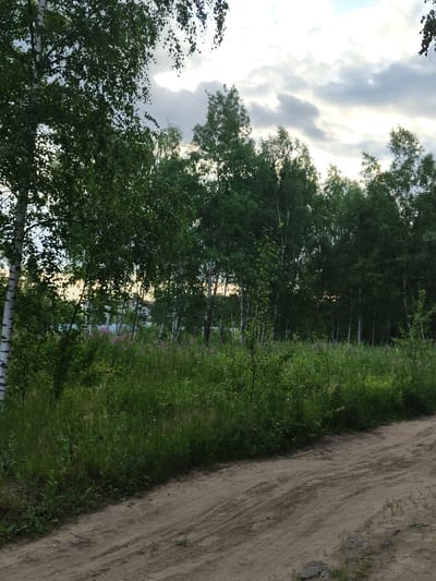 The image depicts a rural scene in Tsibino, Russia, likely during late afternoon or early evening given the soft, diffused light. The sky is partially cloudy, with patches of bright light suggesting the sun is low on the horizon or breaking through the clouds.
The main subjects are a line of birch trees with their characteristic white bark and lush green foliage, bordering a dirt road on the right side of the frame. The road is sandy and appears to be a well-worn path, with tire tracks visible. To the left of the road, a dense growth of green grass and wildflowers, possibly fireweed with its pink blooms, creates a vibrant natural border. In the distance, through the trees, hints of what appear to be buildings or structures can be seen, suggesting the edge of a village or settlement.
The scene is peaceful and natural, evoking a sense of calm and tranquility. The overall impression is one of a serene summer day in the Russian countryside. There is no visible text in the image.