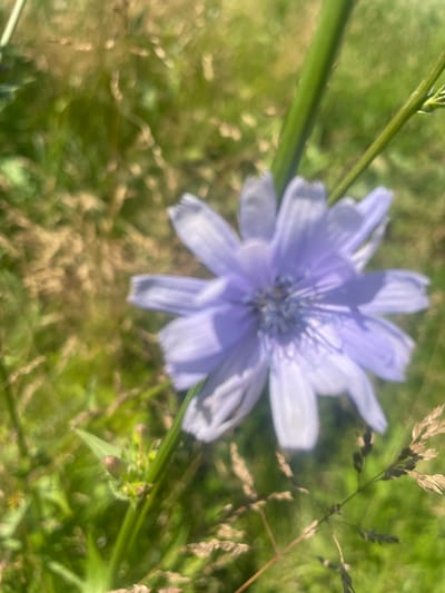 The image displays a close-up, out-of-focus view of a light purple wildflower, likely a chicory flower, with its delicate petals fanned out. The flower is positioned centrally, with its stamens visible in the blurred center. Green stems and blades of grass form the background, along with dried grass stalks with seed heads on the right side of the frame. The lighting suggests it is daytime, with a bright, possibly sunny, atmosphere. The overall scene depicts a natural outdoor setting, possibly a meadow or a grassy field. No people, text, or specific activities are visible. The context provided is "Валки, Russia," which may indicate the geographical location where the image was taken.