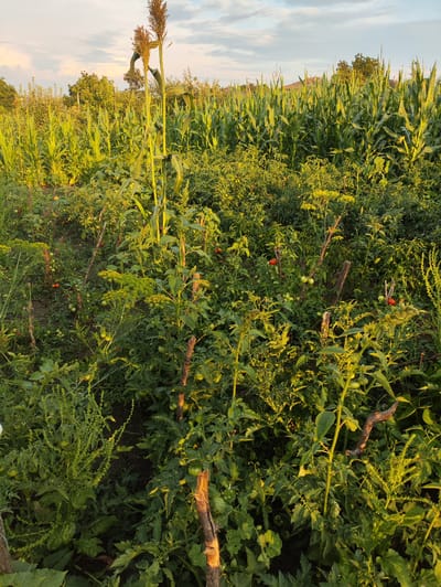 The image depicts a garden in Risipeni, Moldova, featuring a dense growth of various plants under a sky with scattered clouds, illuminated by the warm light of either sunrise or sunset. Dominating the foreground and midground is a variety of vegetation, including a tall stalk of what appears to be sorghum or a similar grain crop with a prominent head. Interspersed among the taller plants are rows of corn, their leaves catching the sunlight. The lower levels of the garden are crowded with tomato plants, many of which are bearing green and a few red tomatoes. There are also other leafy green plants, and some flowering plants with yellow blossoms. Several rustic wooden stakes are positioned throughout the garden, likely used to support the plants. The overall impression is one of abundance and cultivation, with a mix of crops growing in close proximity. No people are visible in the scene.