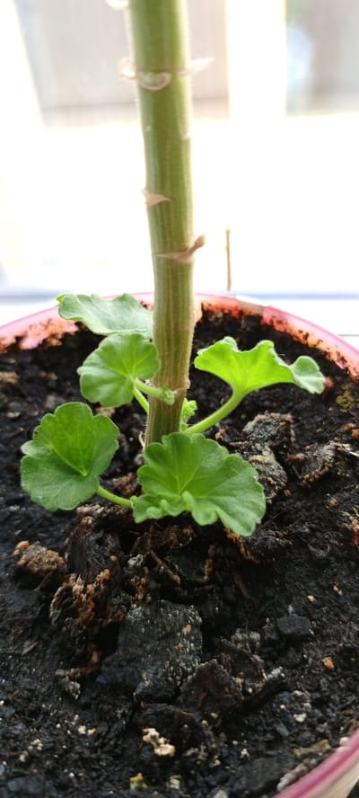 In the city of Sannikovo, Russia, a close-up, low-angle shot captures the base of a plant with a thick, ribbed green stem. Four small, rounded, green leaves emerge from the stem near the soil line. The plant is potted in dark, rich soil, with some organic debris visible on the surface. A pink rim of the pot is visible at the bottom left edge of the frame. The background is blurred and out of focus, showing a bright, possibly windowed, area. The lighting suggests it is daytime.