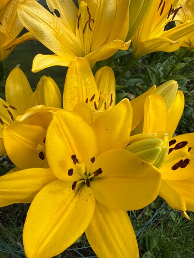 This is a close-up, eye-level, vertical, outdoor shot of several bright yellow lily flowers. The lilies are the dominant subject, filling the frame with their vibrant petals, some of which are unfurled and others partially closed. Prominent dark brown stamens are visible within the open blossoms, and a hint of a green lily bud is also present. The background consists of soft-focus green foliage and grass, suggesting a garden setting. A thin green mesh fence is visible in the lower portion of the image. The lighting appears to be natural sunlight, casting soft shadows and highlighting the texture of the petals. The specific location is noted as Žemieji Rusokai, Lithuania.