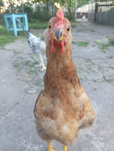The image shows a close-up of a light brown chicken with a red comb, facing the camera. The chicken's head and upper body are in sharp focus, while the background is blurred. Behind the chicken, another chicken with speckled black and white feathers is partially visible. In the background, a small, bright blue wooden stool or bench is out of focus, as is a section of a grey, weathered fence or wall. The ground appears to be paved with concrete slabs, with patches of grass or weeds growing between them. The lighting suggests it is daytime, possibly late afternoon or early morning due to the warm tones and soft shadows. The scene appears to be an outdoor, rural or semi-rural setting, likely a backyard or farmyard in Keleberdivka, Ukraine. There are no people or visible text in the image. The chicken's expression is curious, with its bright eye looking directly at the viewer. The image is oriented vertically.