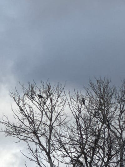 An outdoor scene in Solnechnyy, Russia, depicts the upper portions of leafless deciduous trees against an overcast sky. The sky, occupying the upper two-thirds of the frame, presents a uniform grey cloud cover with subtle tonal variations. The lower third of the image features numerous dark, bare tree branches forming an intricate network. Two dark-colored birds, consistent with corvid species, are perched on these branches; one is located in the upper-left area of the visible tree mass, and the other in the upper-right area. No human subjects, additional animals, or artificial structures are present. The scene indicates a dormant season for the trees.
