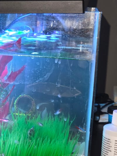An artificial aquarium sits on a dark surface. The aquarium contains water, a dark-colored filter, a circular log decoration, red artificial plants, and bright green artificial grass. Several small fish are swimming in the aquarium. One fish, visible towards the bottom center, has a black body with white spots. Another fish, towards the right side, has a red tail fin and a blue body. The aquarium is illuminated by blue LED lights. To the right of the aquarium is a white bottle with text on it. The environment appears to be indoors, with a dark background suggesting a shelf or wall. The location is Waterford Township, United States of America.