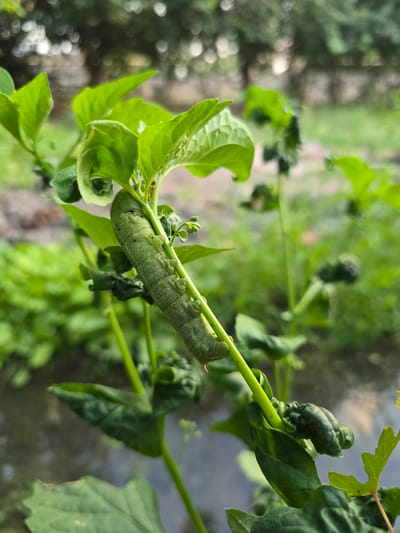 The image shows a close-up, rotated view of a large, light green caterpillar with darker green markings, clinging to a thin green branch of a plant with bright green leaves. The caterpillar is positioned horizontally across the branch, and its body is segmented with visible pleats. Some of the leaves on the plant appear slightly curled or damaged. The background is out of focus, but it shows a soft blur of greenery and hints of a walkway or ground surface. The lighting suggests it is daytime, likely with natural light filtering through foliage. The scene appears to be in an outdoor garden or natural setting. There is no visible text. The location context is Severniy Mayak, Uzbekistan.