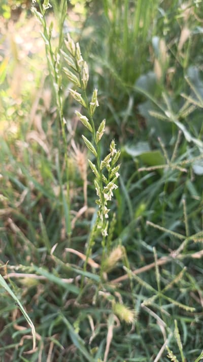 The image shows a close-up, vertical shot of a grass stalk with a seed head. The stalk is green with small, white florets clustered along its upper portion. The background is a blur of green grass and some dried stalks, suggesting an outdoor setting, possibly a park or a field. The lighting appears to be natural, with some soft bokeh effects. There are no people or animals visible in the image. The scene is static and peaceful. The image does not contain any information that would indicate its location in the city of Нуъмон Розиқ, Tajikistan.