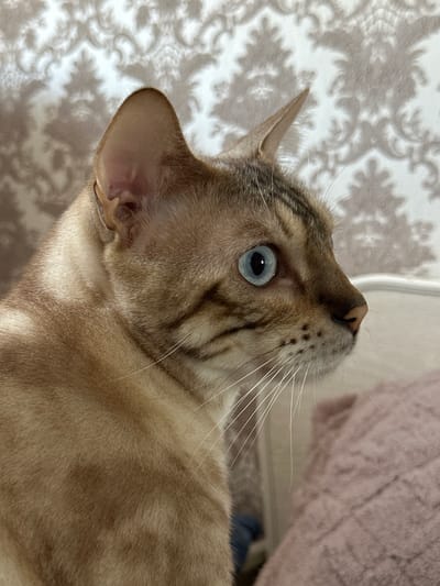 A close-up, profile view of a Bengal cat with bright blue eyes is captured in this indoor photograph. The cat's fur is a sandy brown with characteristic darker spots and stripes. Its ears are perked, and it appears to be looking to the right, beyond the frame. The background consists of a patterned wallpaper with a floral or damask design in muted tones of beige and white. To the right, a soft, textured pink blanket or pillow is visible, suggesting the cat is resting on or near furniture. The lighting is soft and diffused, illuminating the cat's features and the textures of its fur and the surroundings. The image does not contain any specific geographical markers to indicate its location in the city of Gornyi Erik, Russia.