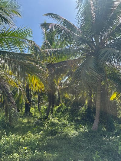 The image shows a low-angle view of lush green palm trees against a bright blue sky. The sun is shining, casting bright highlights on the fronds and creating dappled light and shadow throughout the foliage. The palm trees are dense, with long, slender fronds extending outwards. Some of the fronds appear older and a bit dry, while others are vibrant green. The background is filled with more greenery, suggesting a tropical or subtropical environment. The scene conveys a sense of natural beauty and tranquility. There is no visible text in the image. The time of day appears to be daytime, likely late morning or early afternoon, given the strong sunlight. The weather seems clear and sunny.