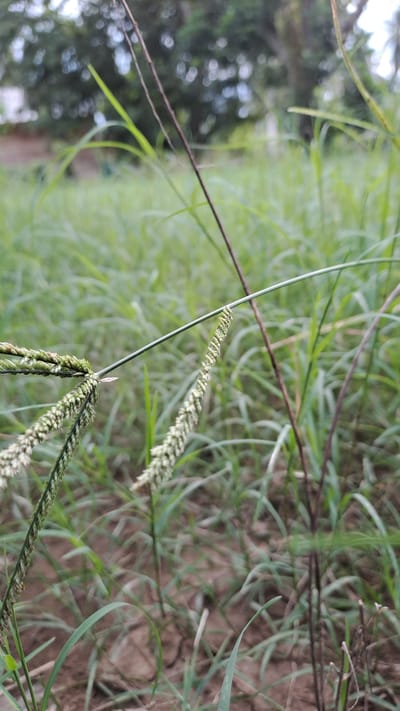 This is a close-up, low-angle photograph of a patch of dry, cracked earth covered in sparse, green grass. In the foreground, several blades of grass are visible, along with two grass seed stalks. One stalk, on the left, is slightly out of focus and shows green seed heads. The other stalk, to the right and more in focus, extends diagonally upwards and also displays green seed heads, some of which appear to be turning white. A thin, dark brown stem runs diagonally across the frame from the upper right to the lower left, passing behind the grass stalks. The background is a soft blur of more green grass and out-of-focus trees with bokeh highlights. The overall impression is of a neglected outdoor area, likely a field or open lot. This scene is located in Meunasahmeucap, Indonesia.