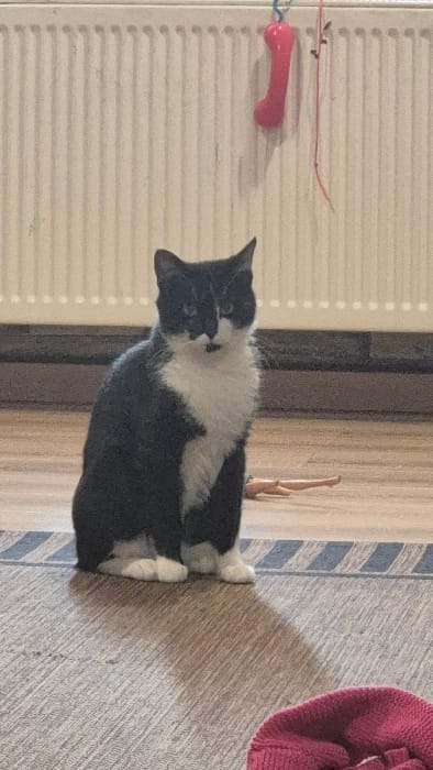 An indoor scene in Melle, Belgium, depicts a black and white tuxedo cat seated upright on a light-toned wooden floor, facing forward. The cat exhibits a white chest, muzzle, and paws, with prominent black fur covering its head, back, and legs. A distinctive black marking extends from below its nose down to its chin. In the background, a white vertically ribbed panel radiator is visible. To the right of the radiator, a red bone-shaped object hangs from a blue string, with another thin red string also present. On the wooden floor behind and to the right of the cat, a light-skinned doll, consistent with a Barbie, lies on its back with its torso and legs visible. A dark, striped floor border or rug segment runs horizontally across the mid-ground. A portion of a reddish-pink knitted item is visible in the lower right foreground. The cat casts a faint shadow on the floor behind it. No people are visible. No active interactions between living subjects are depicted.