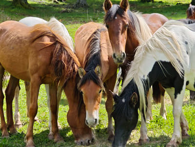A group of five horses is gathered closely together in a grassy area, presumably grazing. The horses are of varying colors and patterns, including chestnut brown, black and white, and white. The horses are standing in a field of green grass. The background is slightly blurred, showing trees. The location is assumed to be near Milanovo, Bulgaria, based on the original image description.