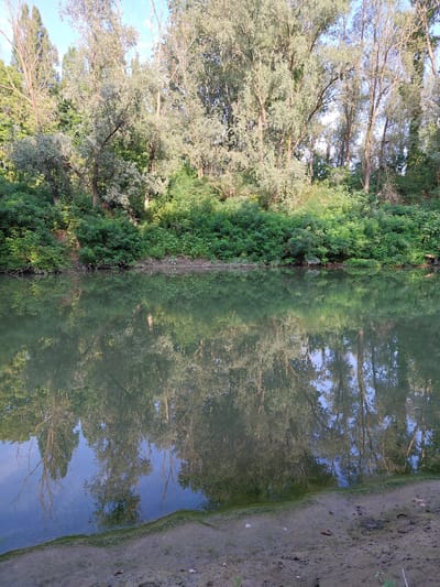 The image shows a tranquil river scene with lush green vegetation lining the banks. Tall trees with light-colored foliage dominate the upper portion of the frame, their branches reaching towards a clear blue sky. The river's surface is calm and reflects the trees and sky, creating a mirror image that blurs the line between reality and reflection. The foreground features a muddy bank with sparse green growth, suggesting a natural, untouched environment. This scene is located in San Cesario sul Panaro, Italy.
