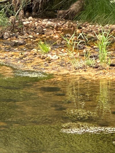 This image depicts a close-up view of a rocky shoreline next to a body of water. The shoreline is a mixture of small, light-colored pebbles and larger, darker rocks, with patches of dry, brown earth and some sparse green grass growing between them. Some dry twigs and leaves are also visible.

The water on the right side of the image appears shallow and clear, with ripples on its surface reflecting the light and the surrounding environment. The reflections create a mottled pattern of greens, browns, and whites on the water. The texture of the water suggests a gentle flow.

The scene is likely outdoors in a natural setting. The lighting suggests it could be daytime, possibly late morning or early afternoon, given the bright reflections on the water. There are no people or man-made objects visible. The overall impression is one of a serene, natural environment, possibly a riverbank or the edge of a lake. The location context of Le Brassus, Switzerland, implies a mountainous or pre-alpine region, which is consistent with a natural water body surrounded by terrain that would support such a shoreline. There is no visible text in the image.