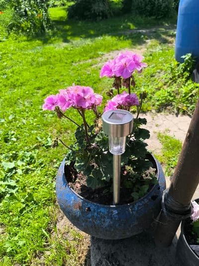 A close-up, eye-level, outdoor photograph captures a blue, distressed planter containing a flowering geranium plant. A solar-powered garden light is placed in the center of the pot. The planter is situated on the ground next to a rusty metal pole secured with black plastic ties. In the background, lush green grass and foliage are visible under a bright, sunny sky. The scene appears to be located in Pasiene, Latvia.