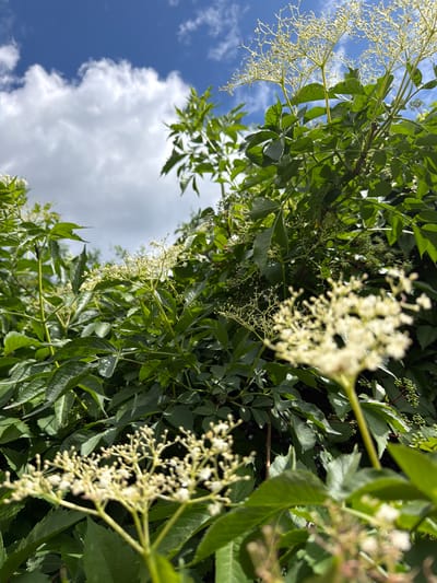 This is a close-up, low-angle, outdoor shot of a plant with green leaves and small white flowers, possibly elderflowers, against a bright blue sky with scattered white clouds. The foliage is dense and fills most of the frame, with some parts in sharp focus and others blurred due to shallow depth of field. The sky is visible in the upper portion of the image. There are no people or man-made structures visible. The image was taken in Blagoveshchenskoe, Russia.