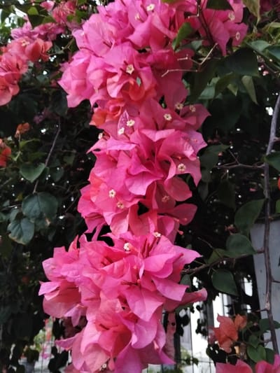 This image, captured in the city of Panton, Indonesia, displays a dense, vertical arrangement of vibrant fuchsia-pink bougainvillea bracts. Each cluster of bracts contains small, white, tubular florets at its center. Dark green, ovate leaves are interspersed among the flowering stems, particularly visible along the left and right edges. Lighter pink and orange-toned bougainvillea bracts are partially visible in the upper left and lower right sections of the frame. The background consists of blurred, dark green foliage and indistinct lighter elements, suggesting an outdoor, vegetated environment, possibly a garden or public space. No human subjects, animals, or explicit actions are present within the frame.