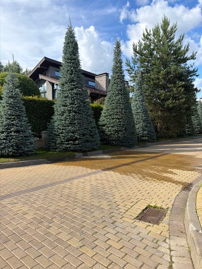 This is an outdoor, eye-level, vertical shot of a paved driveway with a row of tall, cone-shaped evergreen trees lining the left side. The trees are a deep blue-green color and are spaced evenly apart. Behind the trees, a modern-style house with a dark roof and large windows is visible. The driveway is paved with light brown interlocking bricks, and there are some damp patches on the bricks, suggesting recent rain or watering. A metal grate with some weeds growing around it is set into the pavement. The sky is blue with scattered white clouds. The scene is located in Миллениум Парк Кп, Russia.