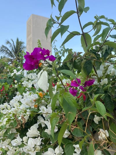 In Talalla, Sri Lanka, a cluster of vibrant purple bougainvillea flowers is in the foreground of the image, with a soft focus on a stark, rectangular concrete tower in the background. The tower, a prominent architectural feature, rises against a clear blue sky, its minimalist design contrasting with the organic, lush foliage. A palm tree is partially visible to the left of the tower, adding to the tropical setting. White and red bougainvillea flowers are also present, creating a colorful tapestry of blossoms. The scene suggests an outdoor environment, possibly a garden or a public space, where nature and modern architecture coexist.
