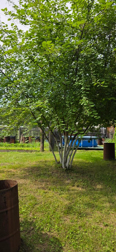 In the city of Lensk, Russia, a backyard scene unfolds under a bright, overcast sky. The foreground is dominated by a large, leafy tree with multiple trunks, each painted white at its base. The ground is covered in a patchy, green lawn, with shadows from the tree dappling the grass. To the left and right of the tree are two rusty, cylindrical barrels, one closer and larger, the other further back and partially obscured.

Behind the tree, a bright blue inflatable swimming pool, with the brand "Intex" visible on its side, sits on a green mat. The pool is partially covered with a blue tarp. Further in the background, a wooden fence, weathered and rustic, encloses a garden area. In this garden, several more rusty barrels are visible, along with what appear to be rows of plants. The overall impression is that of a functional, albeit somewhat unkempt, residential backyard. There are no people or animals visible in the scene.