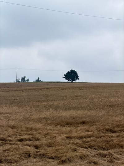 The image depicts a desolate landscape under an overcast sky. A vast, dry, golden field of grass dominates the foreground and midground, stretching towards a distant horizon. A solitary, dark green tree stands prominently on the crest of a gentle hill in the midground, silhouetted against the pale sky. To the left of the tree, a cluster of smaller trees and a utility pole are visible, also against the horizon. Two thin, dark utility wires stretch horizontally across the sky, one higher than the other, bisecting the scene. The overall impression is one of solitude and a slightly melancholic, muted atmosphere, typical of a rural setting in Poland, possibly near Milęcice, Poland.