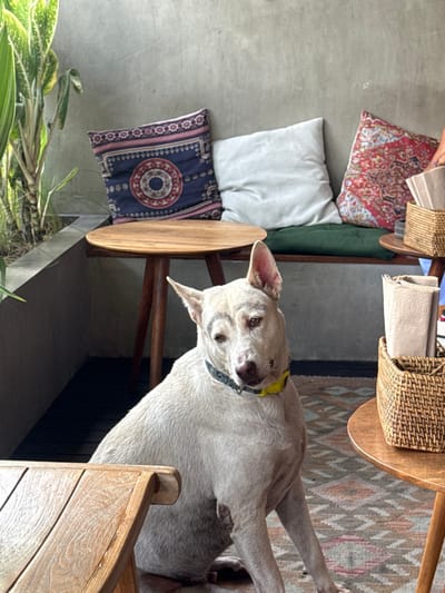 A white dog wearing a yellow collar sits by a wooden chair and table, part of which is visible at the bottom-right of the frame. Pillows with different patterns rest on the chair. A plant with green leaves appears near the bottom-left. A rug with a geometric pattern is placed under the table.