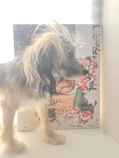 A small, shaggy dog with light brown and black fur stands in front of a paint-by-numbers canvas. The dog is facing to the right, with its head slightly tilted. The canvas depicts a scene with Japanese cultural motifs, including cherry blossoms and maneki-neko (beckoning cats). The background is brightly lit, suggesting a window or strong light source. The dog appears to be indoors, on a white surface. The location is not specified in the image, and therefore cannot be determined to be Zima Juzhnaja, Russia.