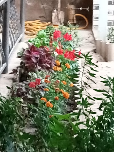 The image depicts an outdoor scene, likely a courtyard or garden area in Ması, Kyrgyzstan. The foreground is filled with lush green foliage and a variety of flowering plants. Bright red and orange flowers are scattered amongst the greenery, adding pops of color. A large, dark reddish-purple plant with broad leaves is also prominently featured.
In the background, there are several objects that suggest a utilitarian or storage area. A pile of what appears to be rolled-up yellow rope or tubing is visible, along with a partially obscured industrial-looking pipe with a curved yellow hose attached. The wall behind these objects is textured and appears to be made of concrete or stone. To the right, a section of a wall with a white tiled pattern is visible, and a light-colored planter contains some greenery. A metal railing, possibly part of a fence or balcony, runs along the left side of the image.
The lighting suggests it is daytime, with no specific indicators of time of day or weather conditions, though the scene appears to be outdoors. The overall impression is one of a functional outdoor space that has been softened by the presence of plants and flowers. There is no visible text in the image. The scene appears to be a static arrangement, with no people or active events taking place.