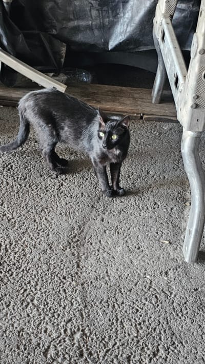 A black cat with bright green eyes stands on a textured grey surface. The cat is looking to its right, with its body angled slightly away from the viewer. Its fur appears somewhat ruffled. In the background, there is a black tarp, some wooden planks, and a metal ladder or scaffolding. The scene appears to be outdoors or in an open, sheltered area. The location is not specified in the image.