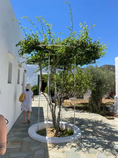 The image displays an outdoor pathway or courtyard area in Πλατύς Γιαλός, Greece, under a clear, bright blue sky. A light-skinned individual, seen from behind, walks from the right to the left across the frame on a path composed of irregularly shaped, flat grey and tan stone slabs. This person wears a white, loose-fitting garment, a light-colored, wide-brimmed woven hat, and light-colored sandals. A bright yellow woven tote bag is slung over their left shoulder. In the lower-left foreground, a partial view of a human forearm with a faint tattoo is visible.
In the center of the scene, a tree with abundant green foliage stands within a white-painted, raised circular concrete planter containing dark soil and sparse green sprouts. The tree's branches extend into and are supported by a white rectangular metal frame positioned above it. White-washed buildings, featuring rectangular window openings and dark wall-mounted light fixtures, line the left side of the paved path. To the right of the central tree, a mature olive tree with dense green leaves is visible, situated next to an area of dry, light-colored ground. Arid, light-colored hills are present in the distant background. Overhead sunlight casts distinct, intricate shadows from the tree and surrounding structures onto the stone-paved ground. A building with a dark green door or gate is partially visible behind the central tree.