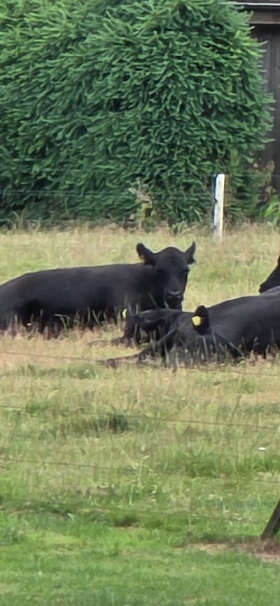 The image displays a group of black cows lying in a grassy field. The cows are positioned at various angles, with one cow in the foreground facing the camera. The environment appears to be rural, with a dense green bush in the background and a wooden fence. The lighting suggests it is daytime, possibly overcast. There is no indication of the city of Store Andst, Denmark in the image.