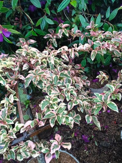 The scene depicts a close-up view of a dense ornamental plant with variegated leaves, primarily displaying green, cream, and pink coloration across its numerous small, ovate leaves. Behind this central plant, in the upper background, is a layer of darker green foliage with elongated leaves and several small purple blossoms. The lower portion of the image reveals dark brown soil or mulch, interspersed with scattered purple petals. A dark, vertical support structure, possibly a stake or part of a trellis, is partially visible on the left side. No individuals, actions, or direct interactions are present. The environment appears to be an outdoor garden or cultivated area, under diffused daylight conditions. The location is Pea Reang District, Cambodia.