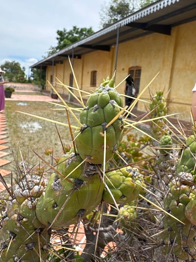 In the foreground of the image, a close-up shot focuses on the intricate details of a large, green cactus with prominent, sharp, yellow spines. The cactus appears to be segmented, with new growth visible. Spiderwebs are subtly present among the spines. In the background, a long, yellow building with a white, decorative trim runs horizontally across the frame. This building has several windows and a covered walkway or porch. To the left of the building, a person wearing a pink hat and a purple skirt is partially visible, standing near a potted plant. The ground in front of the building is paved with reddish tiles, and beyond that, a sandy or gravelly area is visible, with sparse vegetation. The overall scene suggests an outdoor setting in a warm climate, possibly a garden or courtyard associated with the building. The location is identified as San Agustín Etla, Mexico.
