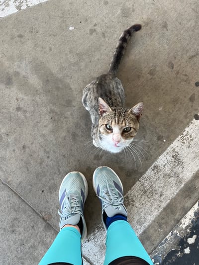 A high-angle shot captures a tabby cat looking upwards at the camera, standing on a concrete sidewalk with white painted lines. The cat has grey and brown stripes, with a white chest and face, and green eyes. Its tail is bushy and striped. In the foreground, two feet wearing light blue athletic shoes and bright teal leggings are visible, suggesting the photographer is standing over the cat. The environment appears to be outdoors, possibly a street or park area in Gorni Dabnik, Bulgaria.