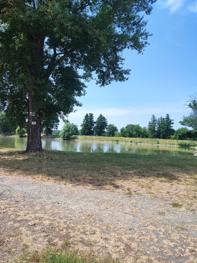 A serene landscape scene captures a tranquil pond bordered by lush greenery and a clear blue sky. In the foreground, a large tree stands on the left, its trunk bearing two signs. The ground around the tree is a mix of dry grass and gravel. The pond's surface reflects the surrounding trees and the bright sky, creating a peaceful atmosphere.
On the far bank of the pond, a line of trees and bushes forms a natural barrier, with taller evergreens interspersed among deciduous trees. The vegetation appears healthy and vibrant, suggesting a warm season. The overall impression is one of a calm, natural environment, possibly a park or a recreational area.
The sky is a clear, vibrant blue with a few wispy white clouds, indicating fair weather. The sunlight suggests it is daytime, likely late morning or early afternoon.
There are two visible signs on the tree. The top sign appears to be rectangular with some text and an image, possibly a logo or emblem. The bottom sign is also rectangular with text, though it is too small to read clearly.
The location context places this scene in Opatovice, Czechia, a detail that adds a geographical reference to the idyllic setting. There are no people or specific activities depicted, leaving the focus solely on the natural beauty of the landscape.
