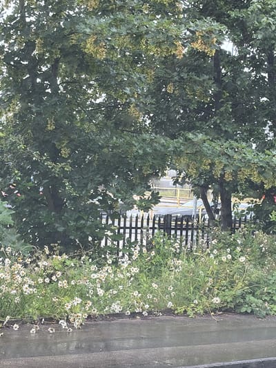 A wide shot shows a damp, paved area in the foreground, with a dense bed of white, daisy-like wildflowers and green foliage behind it. Beyond the flowers, a dark, slatted wooden fence runs horizontally across the frame. Through the fence, a grey car is partially visible, parked on a road. In the background, a yellow railing or fence is visible, and behind that, more trees with hanging seed pods can be seen against an overcast sky. The scene appears to be an outdoor area, possibly a roadside verge or a park, in Trafford, United Kingdom.