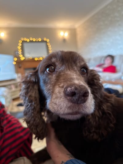 The image captures an indoor domestic scene within a residence in Tideford, United Kingdom. The foreground is dominated by the head and upper body of a dark brown dog, likely an older spaniel breed, characterized by wavy fur, prominent dark eyes, and a muzzle exhibiting significant graying. Its dark, mottled nose is centrally featured. A human hand, displaying tattoos on the forearm and a blue cuff, is positioned beneath the dog's chest area, suggesting physical interaction. A limb clothed in red and black striped fabric is partially visible on the far left.
The background, rendered out of focus, reveals a living room. On the right, a person with short, dark hair, wearing a red top, is seated on a light-colored sofa. Centrally, a fireplace mantelpiece is visible, above which hangs a rectangular mirror. Yellow string lights are draped around the mirror, producing blurred circular light effects. Two illuminated wall sconces are present on the wall above the mantelpiece. A large, light-colored object, possibly a television screen, is partially visible on the far left. The room's walls are a light, neutral tone.