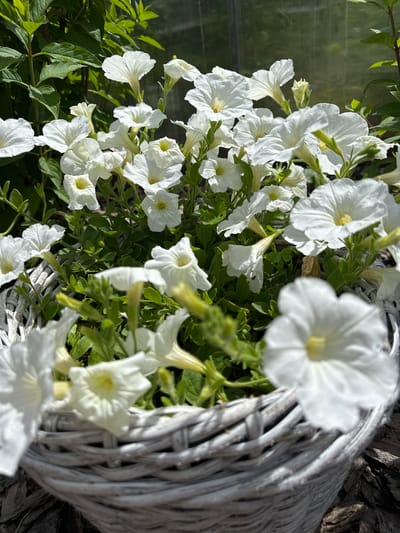 In the village of Konstantinovo, Russia, a white wicker basket overflows with a lush display of white petunias. The flowers, in various stages of bloom, are a vibrant contrast against the green foliage. Sunlight filters through the leaves, casting dappled shadows on the scene. In the background, a greenhouse structure is faintly visible, suggesting a garden setting. The basket rests on a bed of bark mulch. No people are present.