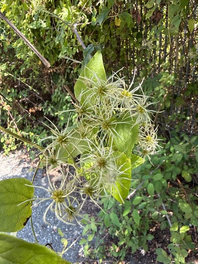 The image shows a close-up of a plant with feathery seed heads, possibly Clematis, growing outdoors in an area that appears to be a garden or yard. The background is filled with lush green foliage and a rustic fence. Sunlight filters through the leaves, creating a dappled effect. The ground is visible in the lower left, appearing to be paved with gray stones. The plant itself is the central focus, with its delicate white tendrils and fuzzy seed pods. There are no people or animals present in the image. The scene depicts a natural, overgrown setting with a focus on the details of the plant's reproductive structures.