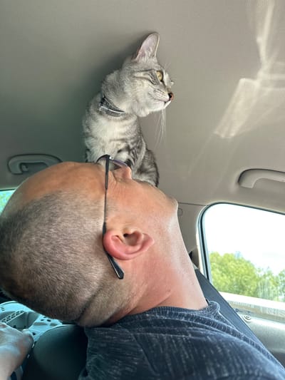 A gray tabby cat with yellow eyes sits on the roof of a car, looking to the right. The cat is wearing a black collar with a tag that reads "PISU 357120703". Below the cat, a man's head is tilted back, with his eyes closed. He is wearing glasses with the strings hanging down. The interior of the car is visible, including the ceiling, a handle, and a window. Outside the window, trees and a bright sky can be seen. The image appears to be taken in Tárnok, Hungary.