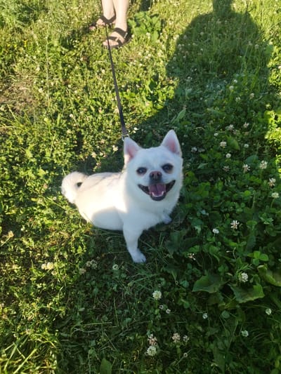 A small, white dog with pointed ears and a curled tail is standing on a grassy area in Novyi Rozdil, Ukraine. The dog is facing the camera with its mouth open in a smile and its tongue visible. The dog is attached to a black leash, held by an unseen person whose legs, wearing black sandals, are visible at the top of the frame. The ground is covered in lush green grass, interspersed with small white clover flowers and some yellow wildflowers. Sunlight casts a shadow of the person onto the grass to the right of the dog. The environment appears to be an outdoor space in the city, likely a park or a residential yard, during daylight hours.