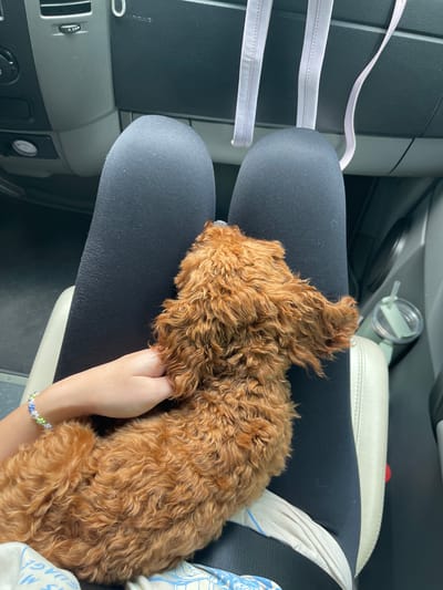 This image, captured in Bunovo, Bulgaria, depicts the interior of a vehicle, focusing on a small, reddish-brown, curly-haired dog resting on a person's lap. The person is visible from the upper thighs down, wearing black leggings. Their left hand, adorned with a bracelet featuring blue, white, and green beads, some shaped like flowers, is gently placed on the dog's back near its hindquarters. The dog lies with its head facing towards the front of the vehicle, partially obscured, and its back towards the viewer.

The vehicle's passenger compartment shows a light-colored seat to the right and left of the person's legs. To the right, a light green tumbler with a straw is visible in a cup holder or compartment. Above the person's lap, parts of the dashboard are visible, including an air vent on the left and a section marked with the word "AIRBAG" on the right. Several white fabric straps or ribbons hang from the overhead area of the vehicle. The overall lighting suggests ambient daylight.