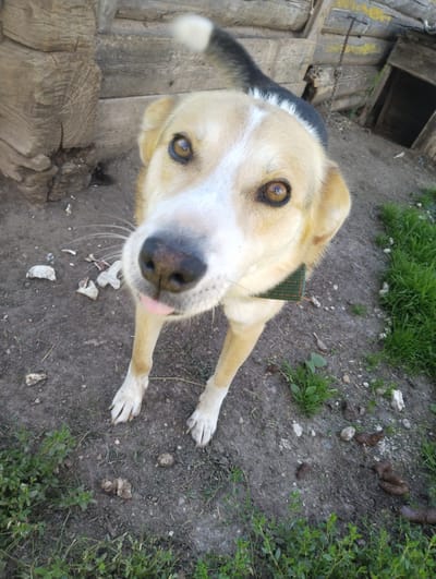 A medium shot from a low angle captures a tan and white dog in an outdoor setting, seemingly in the village of Zapoly, Russia. The dog is facing the camera with its head tilted and tongue slightly out. It has large brown eyes and a dark nose. A green collar with a textured pattern is visible around its neck. The dog's fur is primarily tan with white markings on its face and chest, and a black saddle marking on its back. Behind the dog, weathered wooden structures, possibly part of a building or fence, are visible. To the right, a small wooden structure with an open doorway is also present. The ground is dirt with scattered green grass and what appear to be small bone fragments. The overall environment suggests a rural or possibly a farm setting.