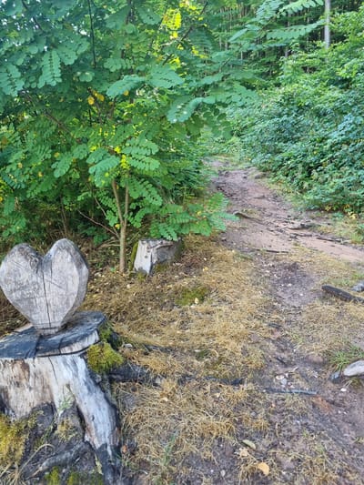 The image shows a nature scene with a transition from lush green foliage to dry, brown grass. In the foreground, a large tree stump carved into the shape of a heart is visible. The stump is weathered and appears to be made of light-colored wood with dark, textured bark. Moss grows on the stump. To the left of the stump, dense green trees and bushes with small, compound leaves dominate the scene. The foliage is vibrant and healthy. To the right and behind the stump, the ground is covered with dry, yellowish grass and sparse patches of dirt. A narrow dirt path or clearing runs through the grassy area, bordered by greenery on one side and the dry grass on the other. A smaller, lighter-colored tree stump is partially visible in the background, amidst the dry grass. The scene suggests an outdoor setting, possibly a park or a wooded area, with a clear division between a well-maintained area with greenery and a more natural, perhaps less managed, area with dry vegetation. The lighting suggests it is daytime, with sunlight illuminating parts of the scene, particularly the green foliage. There is no visible text in the image.